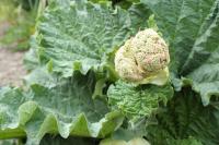 Rhubarbe des jardins