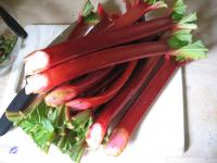 Rhubarbe des jardins