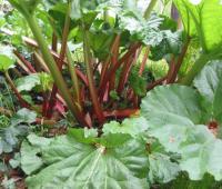 Rhubarbe des jardins