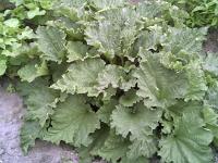 Rhubarbe des jardins