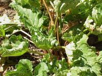 Rhubarbe des jardins