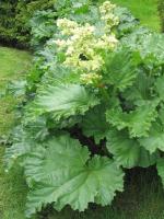 Rhubarbe des jardins