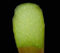 Rhubarbe des jardins