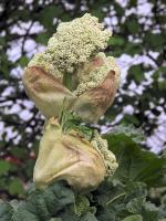 Rhubarbe des jardins