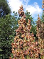 Rhubarbe des jardins