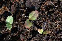 Rhubarbe des jardins