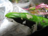 Gynure bicolore