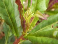 Gynure bicolore