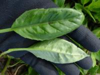 Gynure bicolore