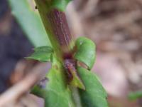 Gynure bicolore
