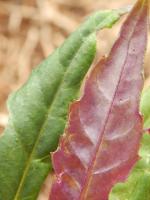 Gynure bicolore