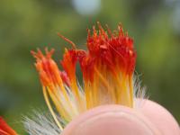 Gynure bicolore