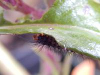 Gynure bicolore