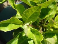 Gynure bicolore