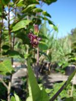 Gynure bicolore