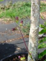 Gynure bicolore