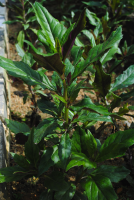 Gynure bicolore