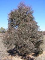 Eucalyptus de Nicol