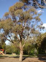 Eucalyptus de Nicol