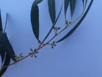 Eucalyptus de Nicol