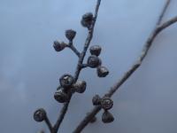 Eucalyptus de Nicol