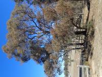 Eucalyptus de Nicol