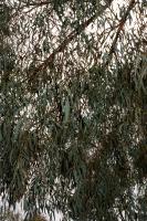 Eucalyptus de Nicol