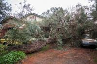 Eucalyptus de Nicol