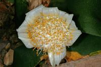 Haemanthe deformis