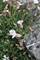 Silène à une fleur