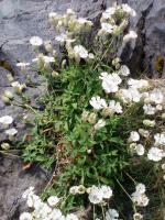 Silène à une fleur