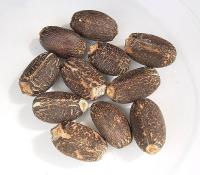 Jatropha curcas