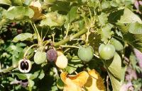 Jatropha curcas