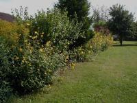 Rudbéckie nitida