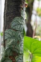 Monstera dubia
