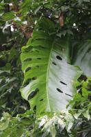 Monstera dubia