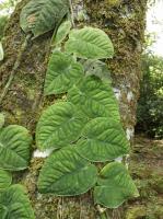 Monstera dubia