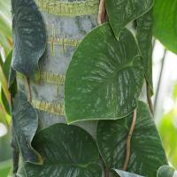 Monstera dubia