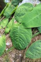 Monstera dubia