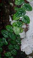 Monstera dubia