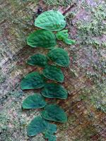 Monstera dubia
