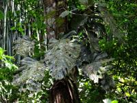 Monstera dubia