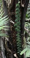 Monstera dubia