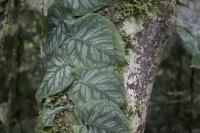 Monstera dubia