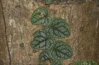 Monstera dubia
