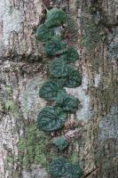 Monstera dubia