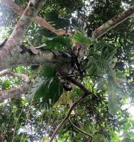 Monstera dubia