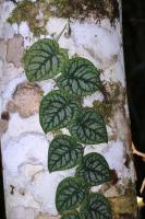 Monstera dubia