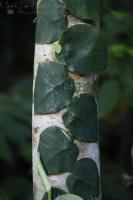Monstera dubia