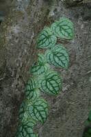 Monstera dubia